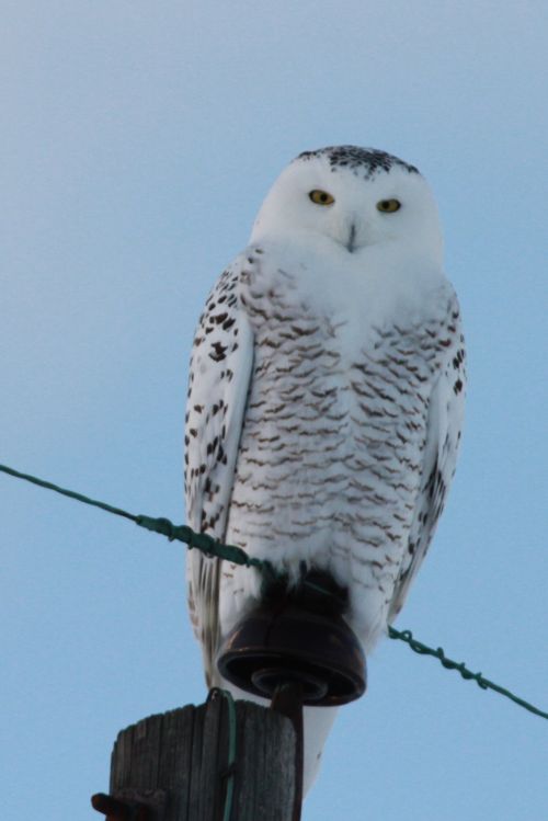 A snowy owl perches on a telephone pole. These birds can be found with the help of a new online map. Photo: Steve Baker