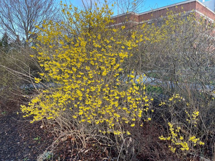 Forsythia bush blooming in the spring.