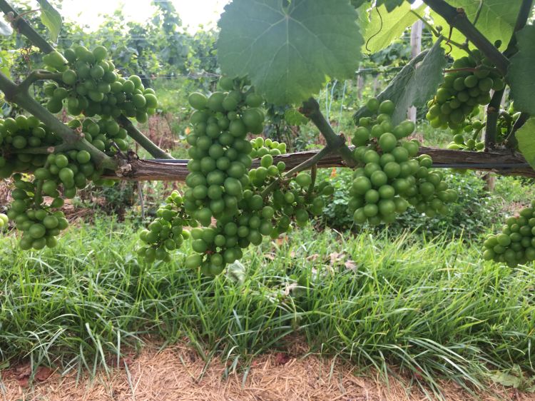 Green bunches of grapes on a vine