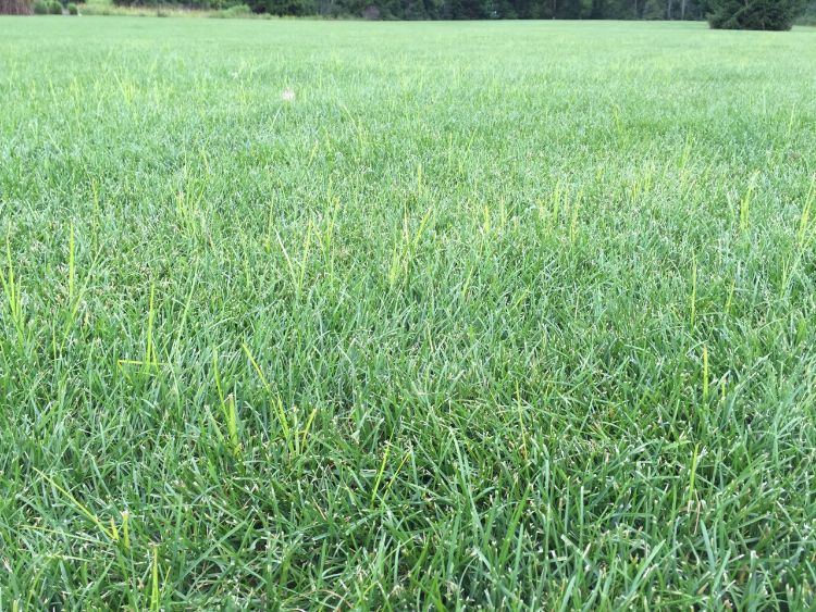 Yellow nutsedge growing faster than Kentucky bluegrass. Photo by Kevin Frank, MSU