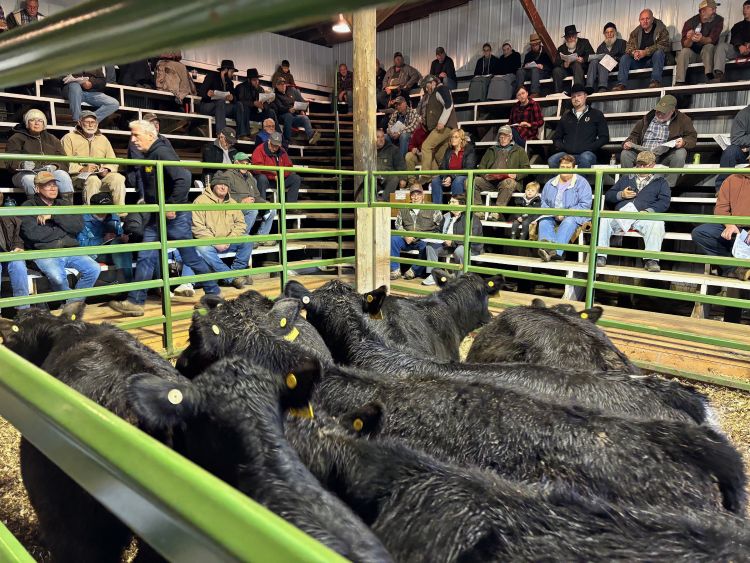 black cows in a holding pen at an auction