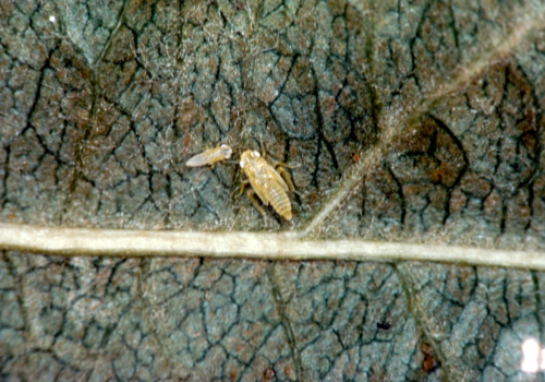  Nymphs are yellowish, wingless, and very mobile. 