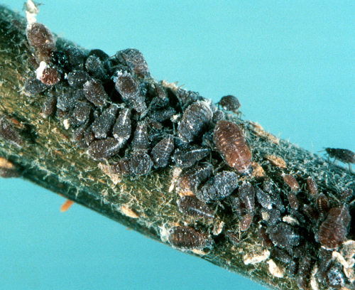  Colony of nymphs. 