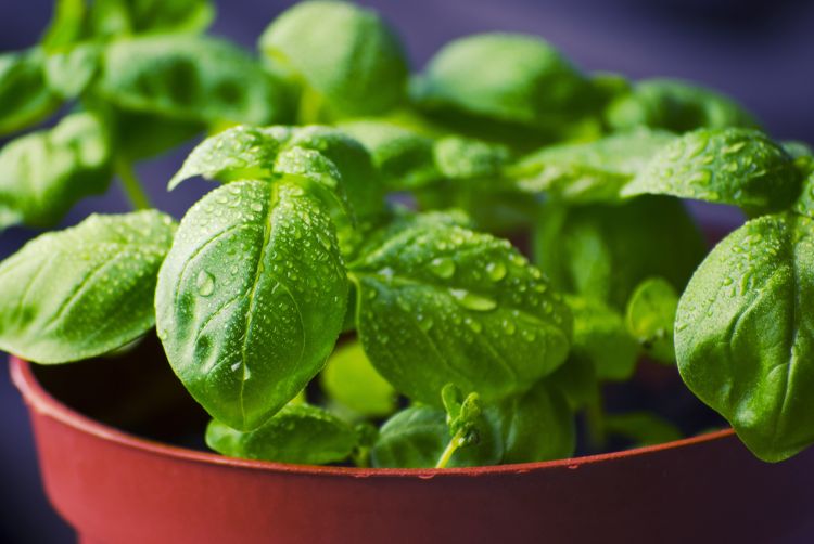 Growing herbs, like basil, indoors during the winter months will help add flavor to your favorite winter dishes.