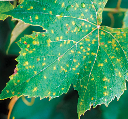  On older leaves, lesions are smaller and more angular as they are delimited by leaf veins. 