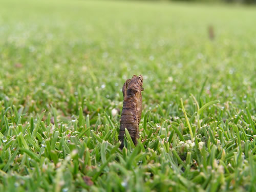 Leatherjacket larva In grass 