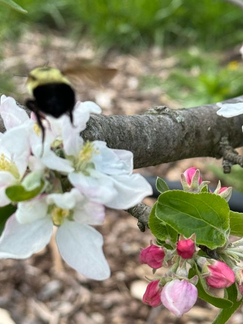 A bumble bee flying away from an apple blossom.