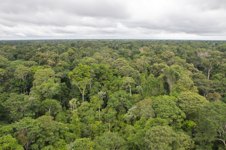 Tapajós National Forest in Pará state in the Brazil Amazon, an example of a moist tropical evergreen forest that covers much of the Amazon basin. The Tapajós forest is located about 20 miles south from the savanna sites in Alter do Chão. Photo taken by Marielle N. Smith from the top of a 60 m 