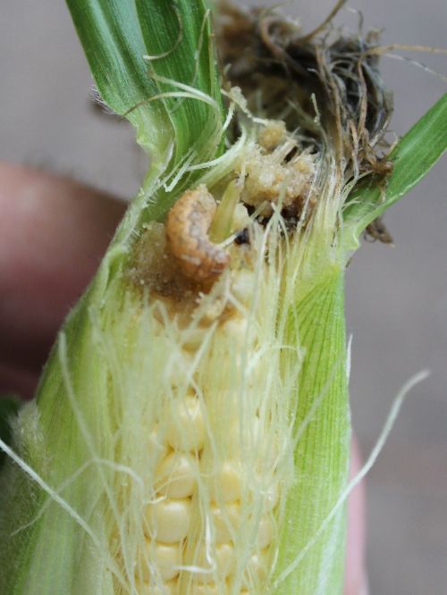 WBC larva on corn