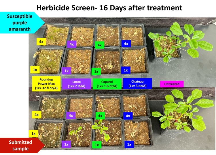 Testing on plants for herbicide resistance