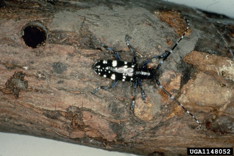 The Asian longhorned beetle has not been identified in Michigan. Photo credit: Kenneth R. Law, USDA APHIS PPQ, Bugwood.org l MSU Extension