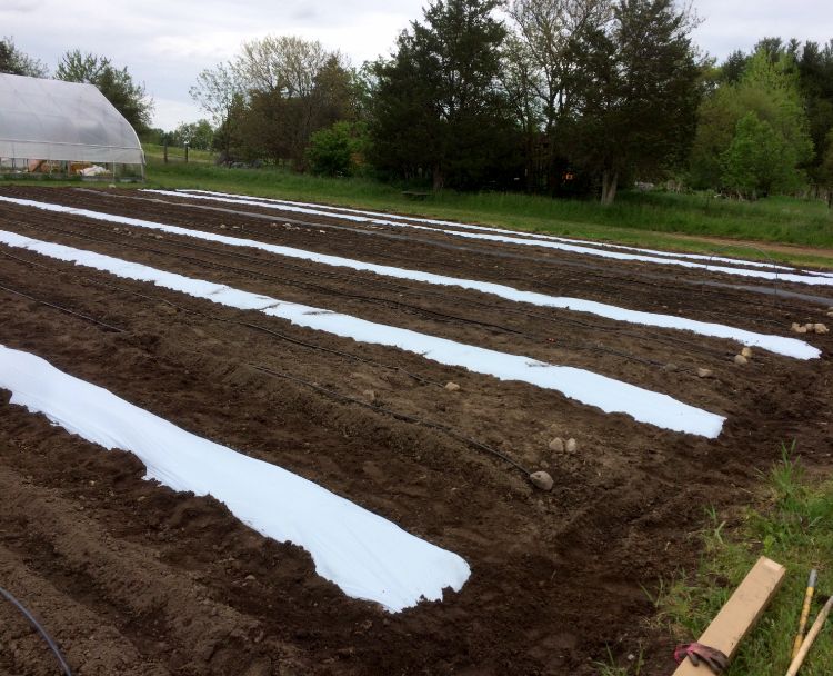Plastic mulch has been laid in outdoor plantings. Photo by Flint Ingredient Co.