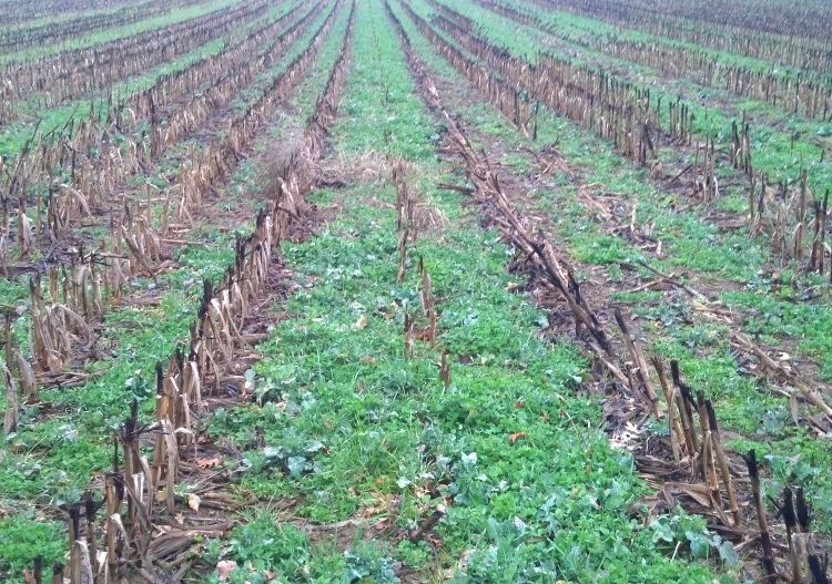 Interseeded cover crops on March 24, 2016.
