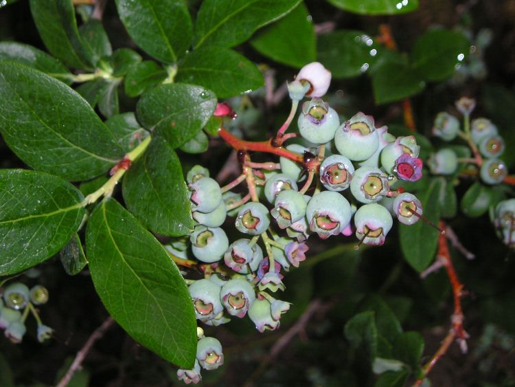 After bloom, the young, actively growing berries are susceptible to anthracnose and other fruit rots if they are wet for long periods during rain or irrigation. Fungicides can also protect the new shoots and leaves. Photo by Mark Longstroth, MSU Extension.