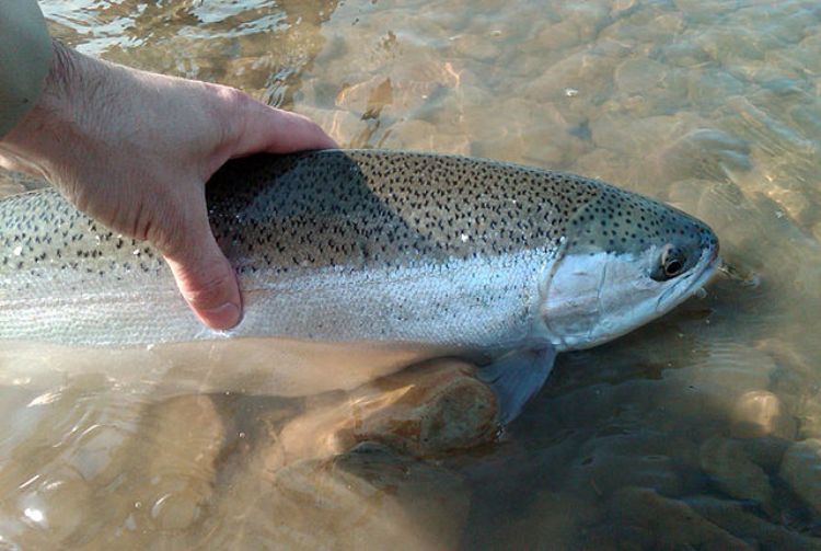 Person holds a steelhead in their hand just above the water.