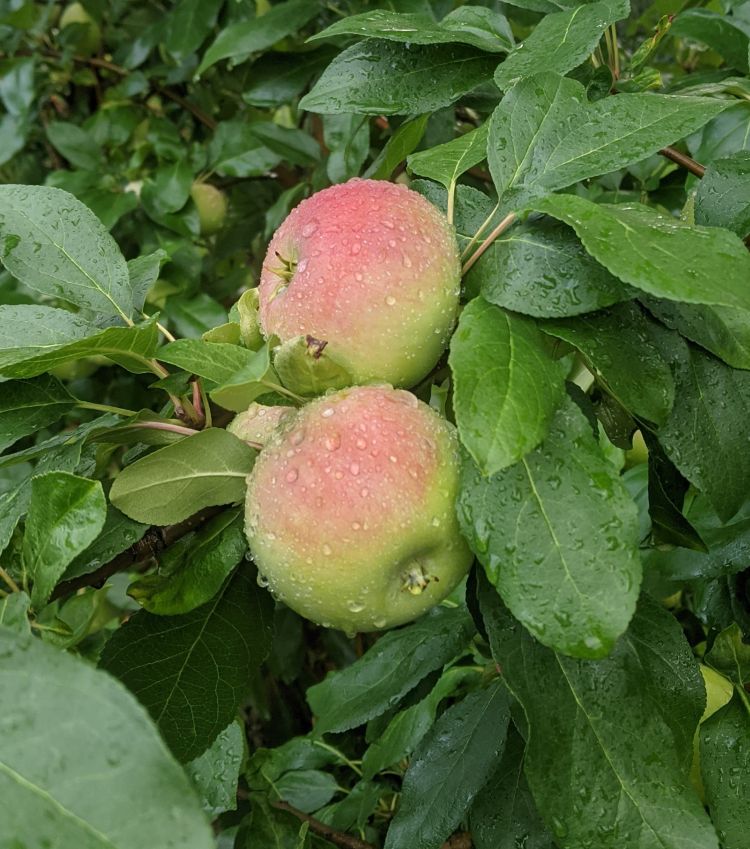 Zestar apples hanging from a tree.