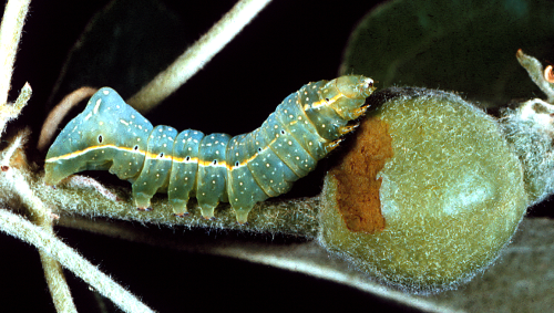  Larva is apple green, often with a milky overcast, and has a pronounced rear hump. 