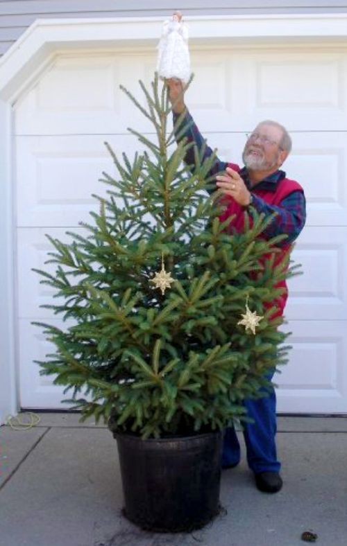 Living, container-grown Christmas tree. Photo credit: Frank Genovese, Candy Cane Tree Farm