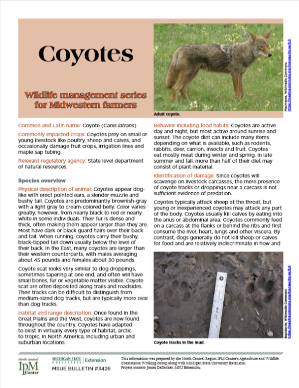 Photo of first page of Coyotes article.