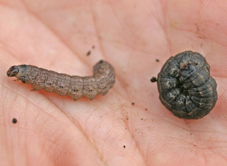 Black cutworm larvae feed at night and hide during the day. Digging at the base of seedling that has been fed on can help you find the culprit. Larvae are smooth and dark. Photo by Roger Schmidt, University of Wisconsin-Madison, Bugwood.org.