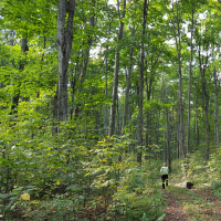 A person walking through the woods with her dog.