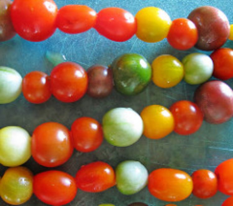 Rainbow cherry tomatoes.
