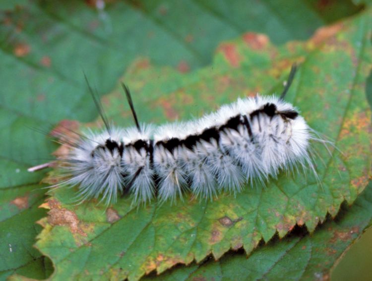 Hickory tussock moth larva