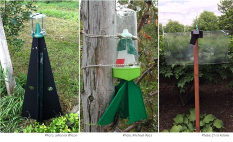 Examples of traps used to monitor for BMSB: pyramid style (left), Rescue® brand (middle), and a clear sticky panel (right). All of the traps need to be baited with a lure. The fins of the Rescue® trap must touch the trunk or trellis post to which it is attached for the nymphs to be able to crawl up into it.