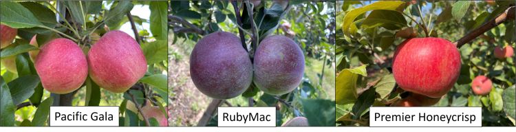 Pacific Gala, RubyMac and Premier Honeycrisp apples.