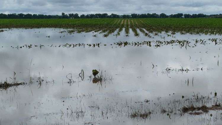 Flooded corn field.