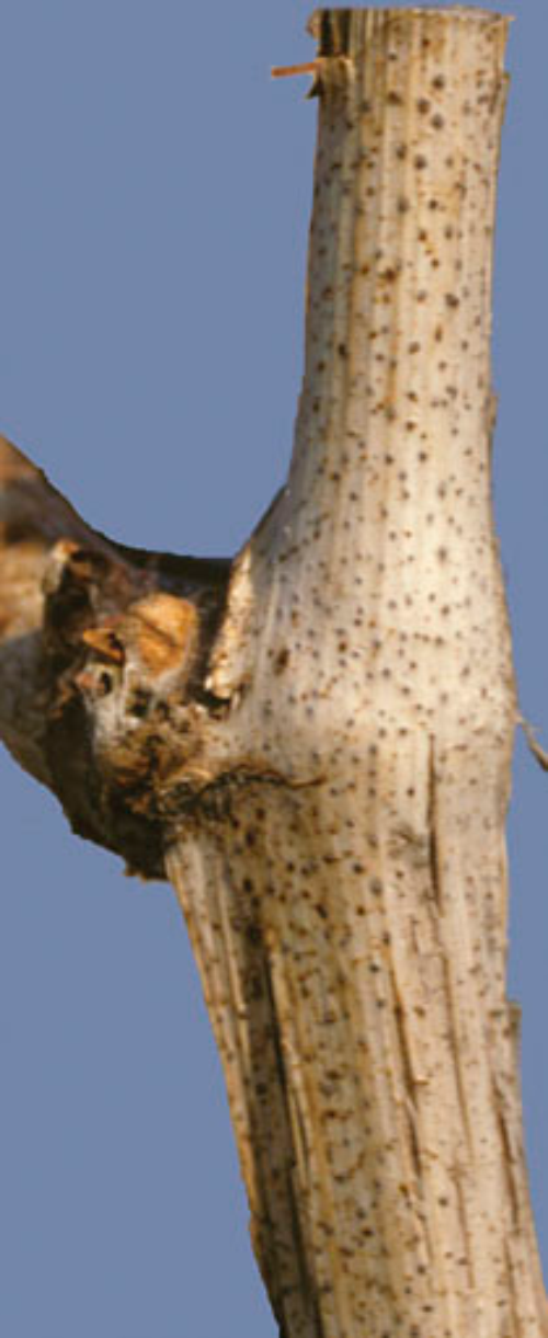  Fruiting bodies develop in bleached area on cane stub. 