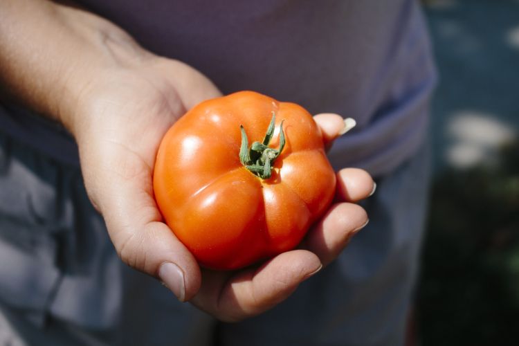 Woman's hand holding a tomato