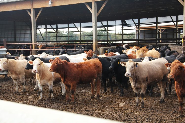 A group of beef cattle standing in a feedlot