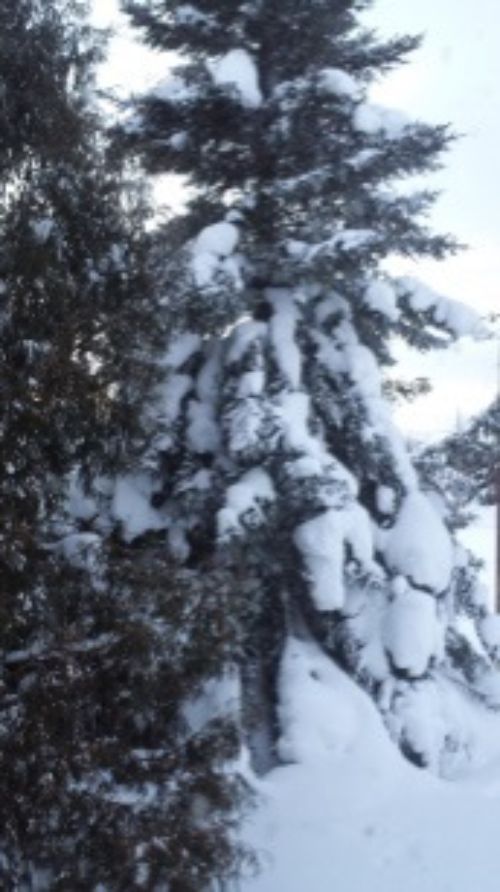 Heavily snow-laden spruce tree Credit: Mike Schira