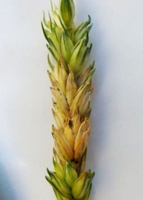Head scab symptom on wheat head.