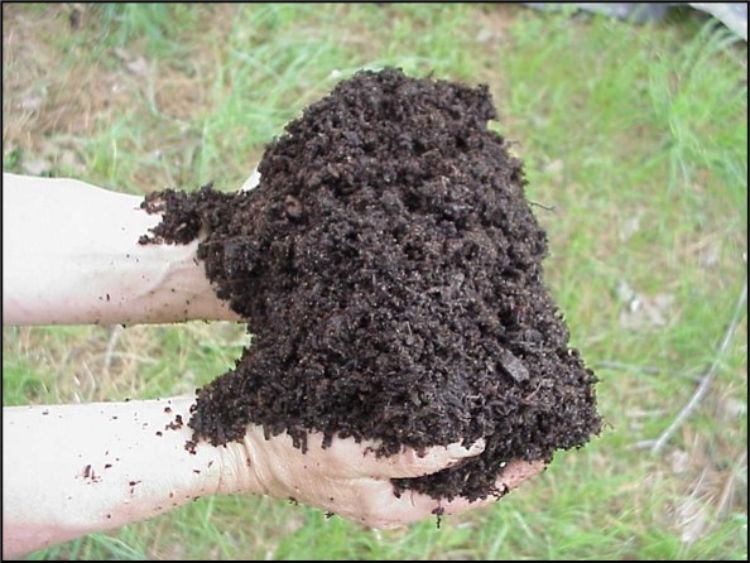 hands holding black compost