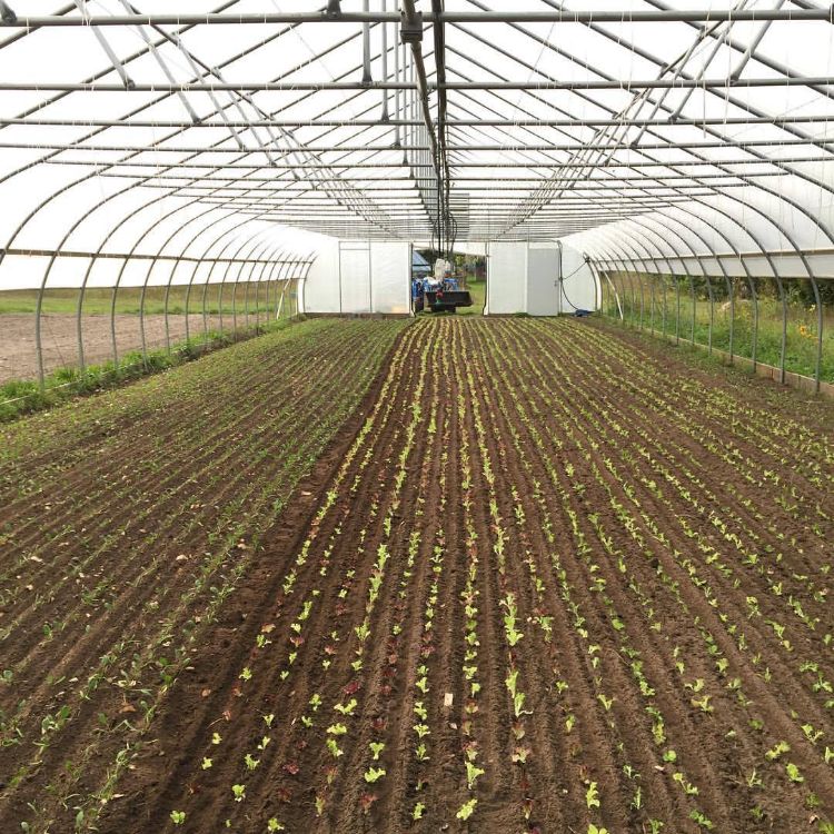 High tunnel planted to fall lettuce and spinach using the paper pot system. Photo courtesy of Presque Isle Farm.