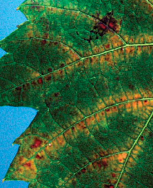  Bronzing on the upper side of the leaf is a symptom of mites feeding below. 