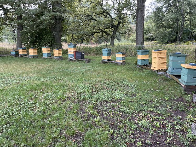 Row of hives in a bee yard.