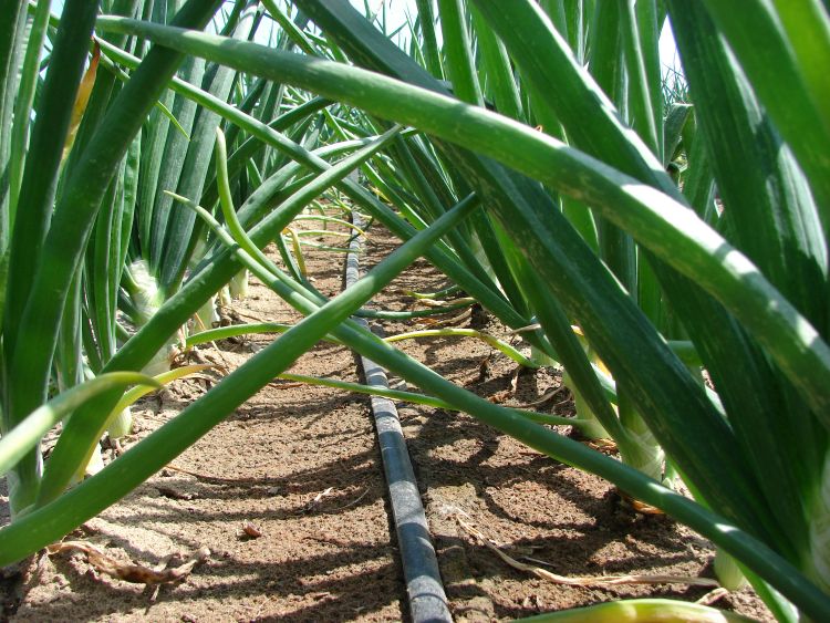 Drip irrigation uses water efficiently in fruit and vegetable crop applications.