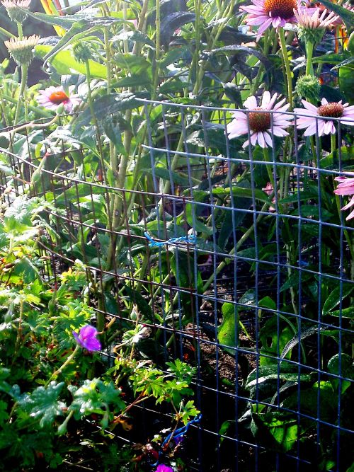 Poultry fencing can be used to protect beds and vegetable gardens from rabbits.