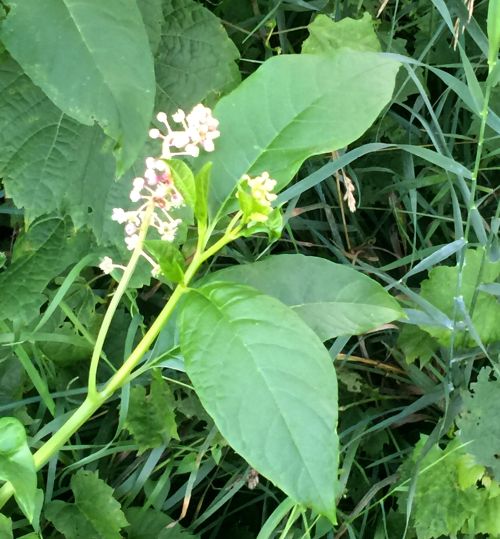 Pokeweed blooming with small white and green blossoms, often showing a soft pink color. Photo by Patrick Voyle