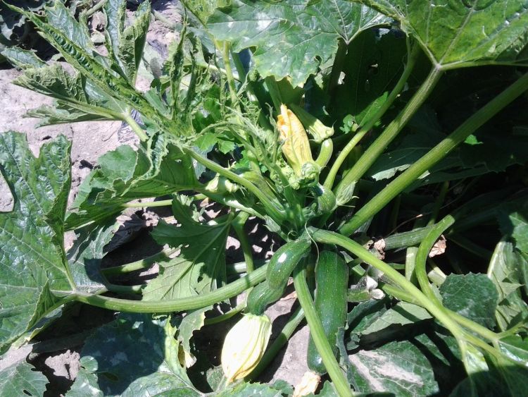 Zucchini yellow mosaic virus symptoms shown here include constricted and stringy leaves, twisted and lumpy young fruit and unaffected older fruit, which set before aphids transferred the virus.