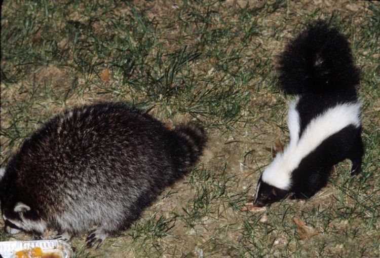 Raccoon and skunk looking for a midnight meal. Photo by Alfred Viola, Northeastern University, Bugwood.org