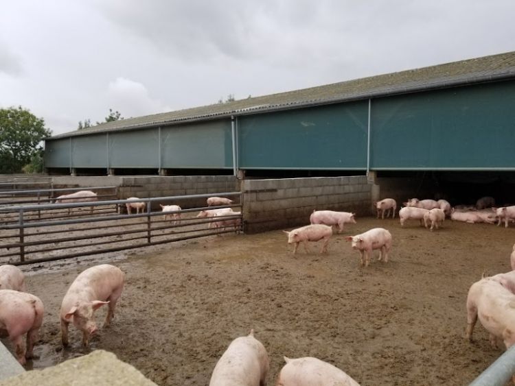 French pig farm.