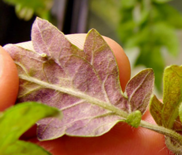 Phosphorus deficiency on tomato leaf. Photo credit: Robert Kosinski, Clemson University