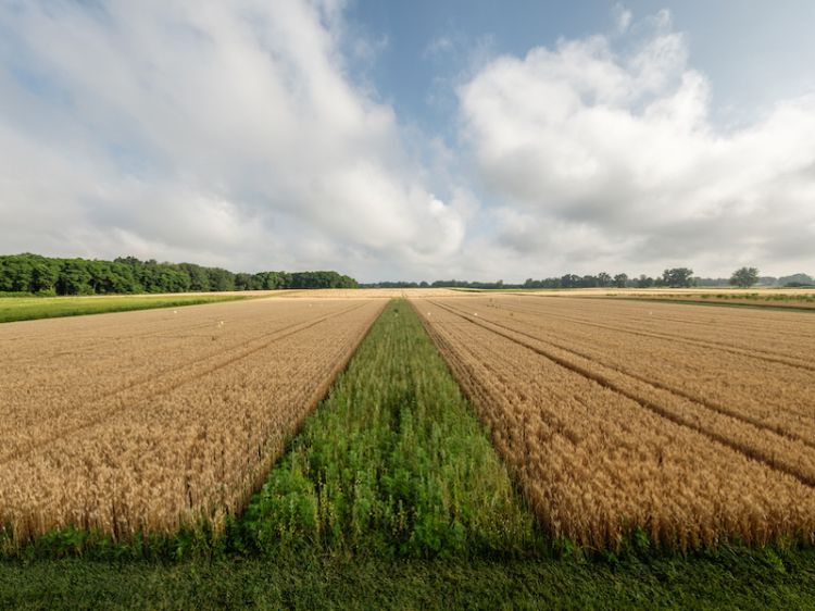 A prairie strip growing within a wheat field.