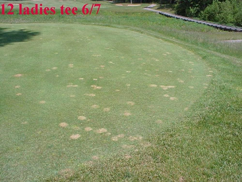 Turfgrass ant damage to golf course grass 