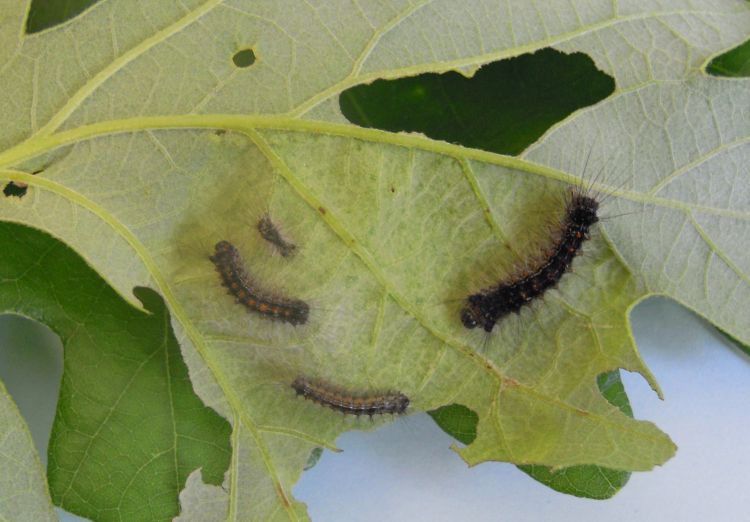 Early instar gypsy moth larvae found feeding on oak. All photos: Diane Brown, MSU Extension.