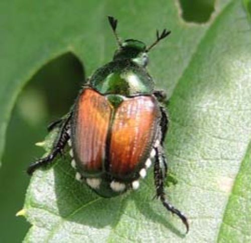 Adult Japanese beetle. All photos by Erin Lizotte, MSU Extension.